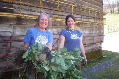 volunteers ready the gardens