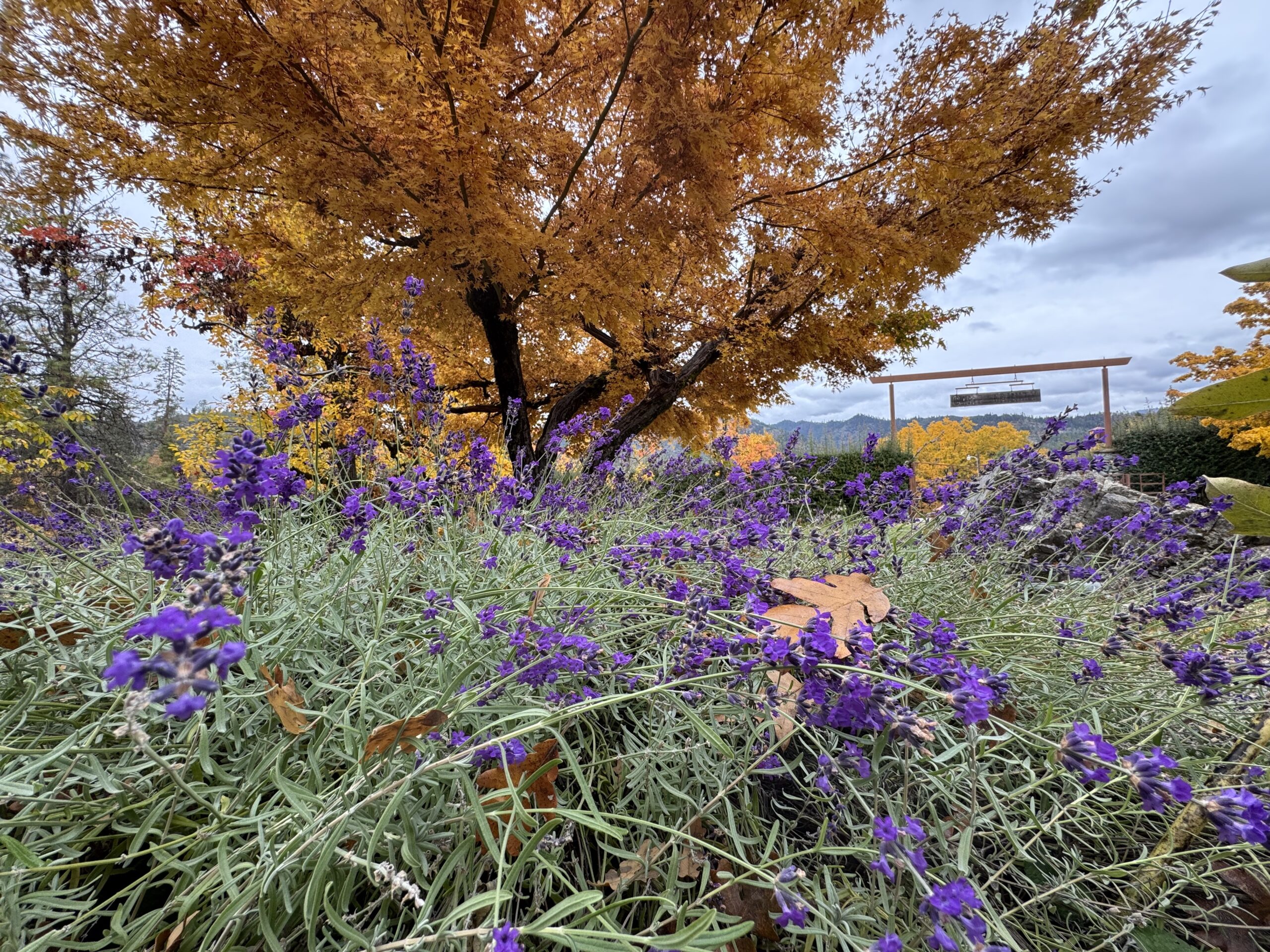 fall leaves at camp