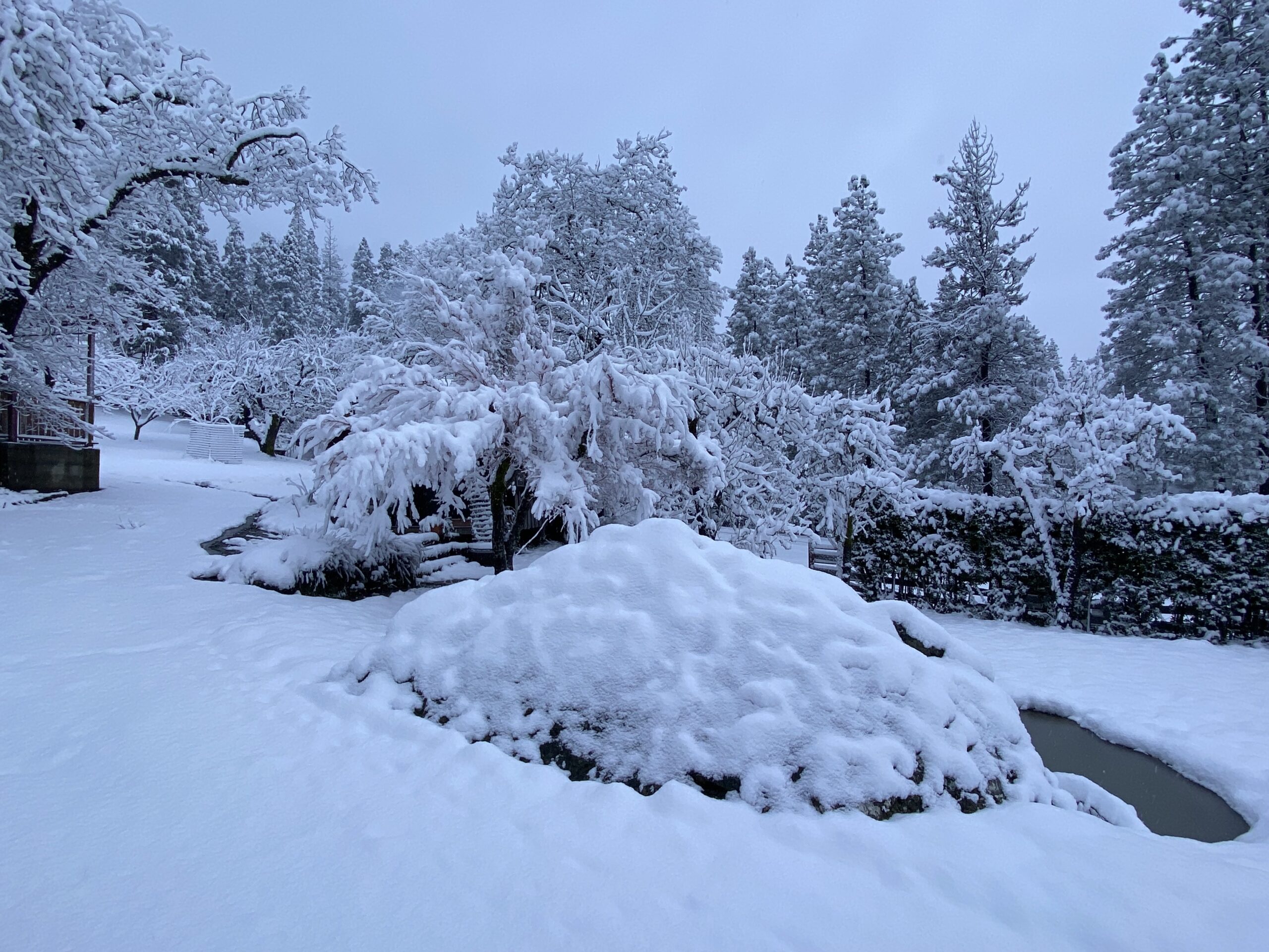 snowy fish pond